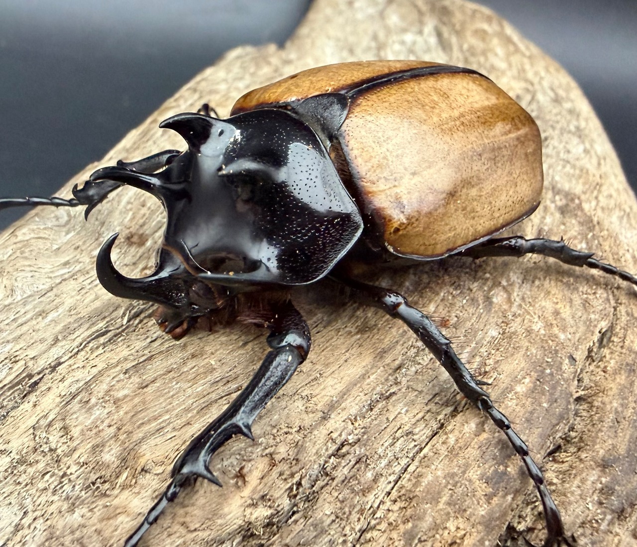 【WD】《ゴホンツノカブト原名亜種 ラオス産 54.5mm ペア》