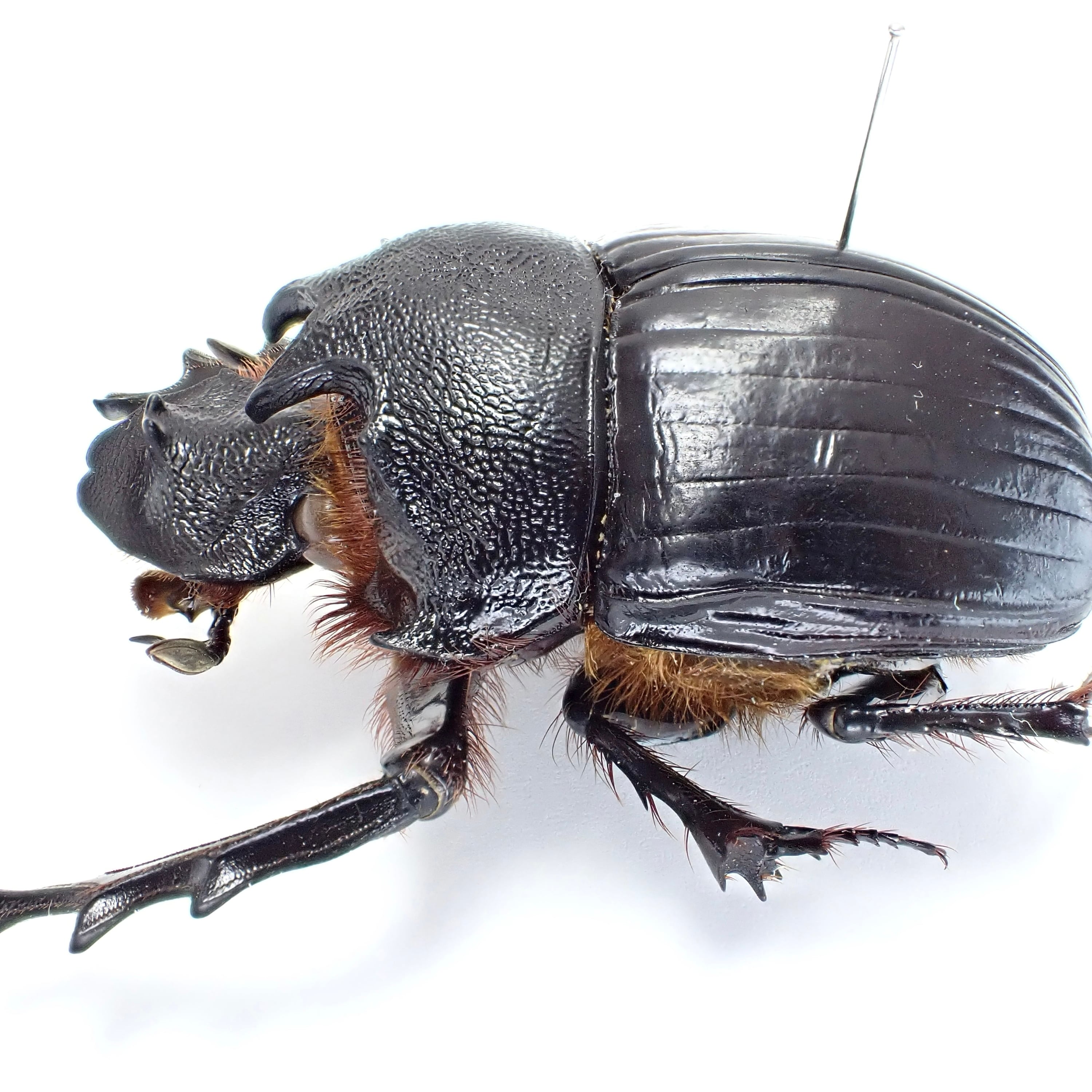 タンザニア産 Heliocopris letiranti ♂ 46mm | 昆虫標本 Diggers