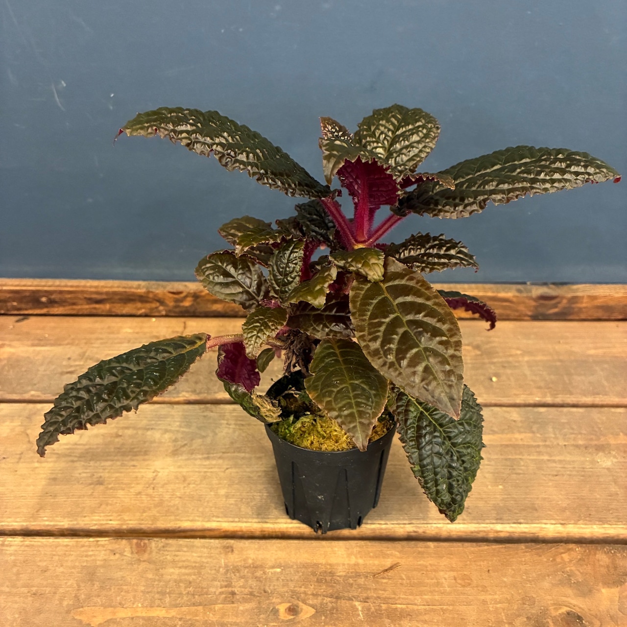 【伊藤蟻】Nautilocalyx bullatus【505】