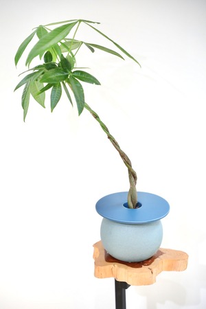 【M】パキラ 編み込み/Pachira ※【土不使用】フラワーベース付き