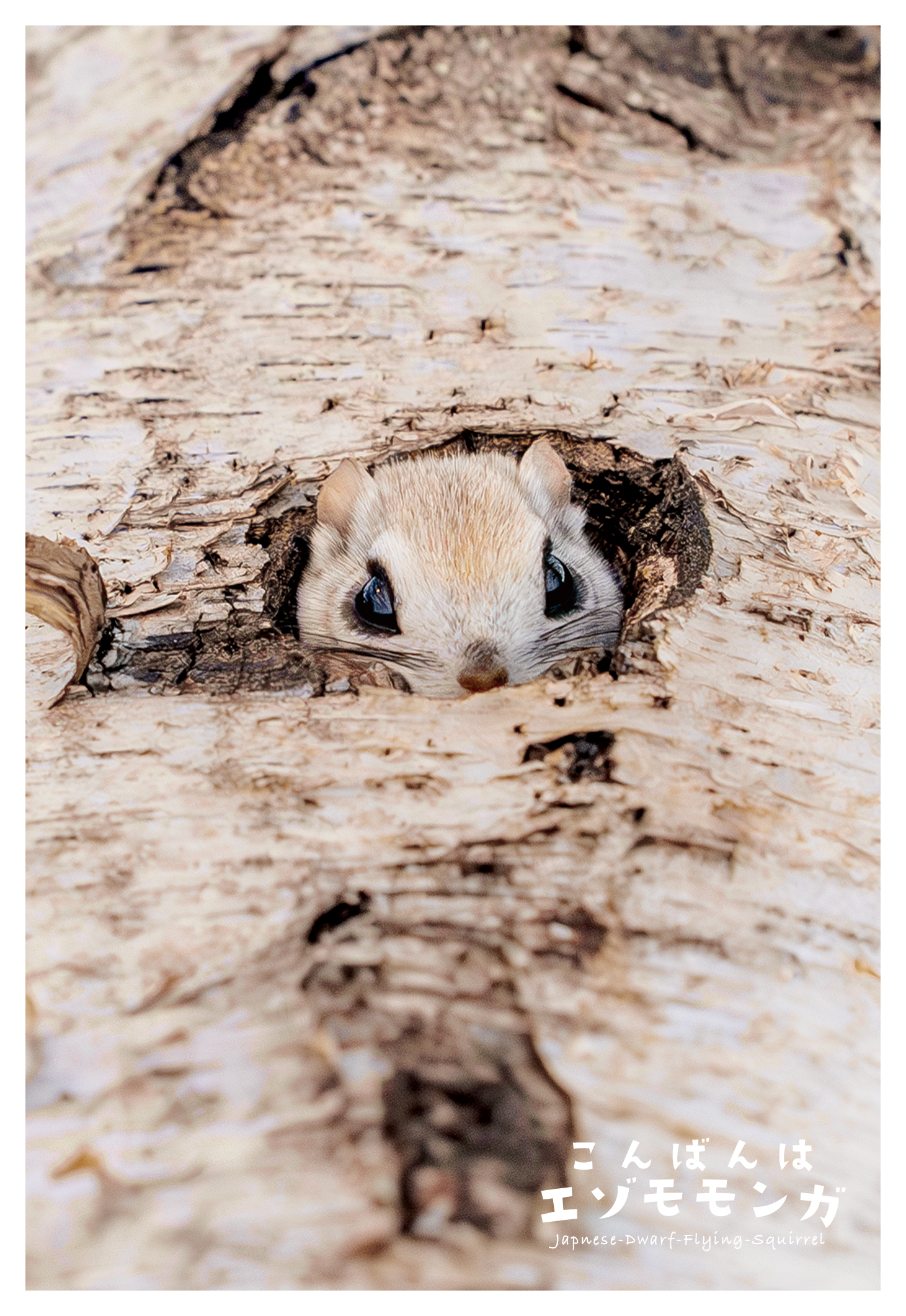 エゾモモンガ出品 エゾモモンガちゃんの日々 小原 玲(著) - ワニ・プラス | 版元ドットコム