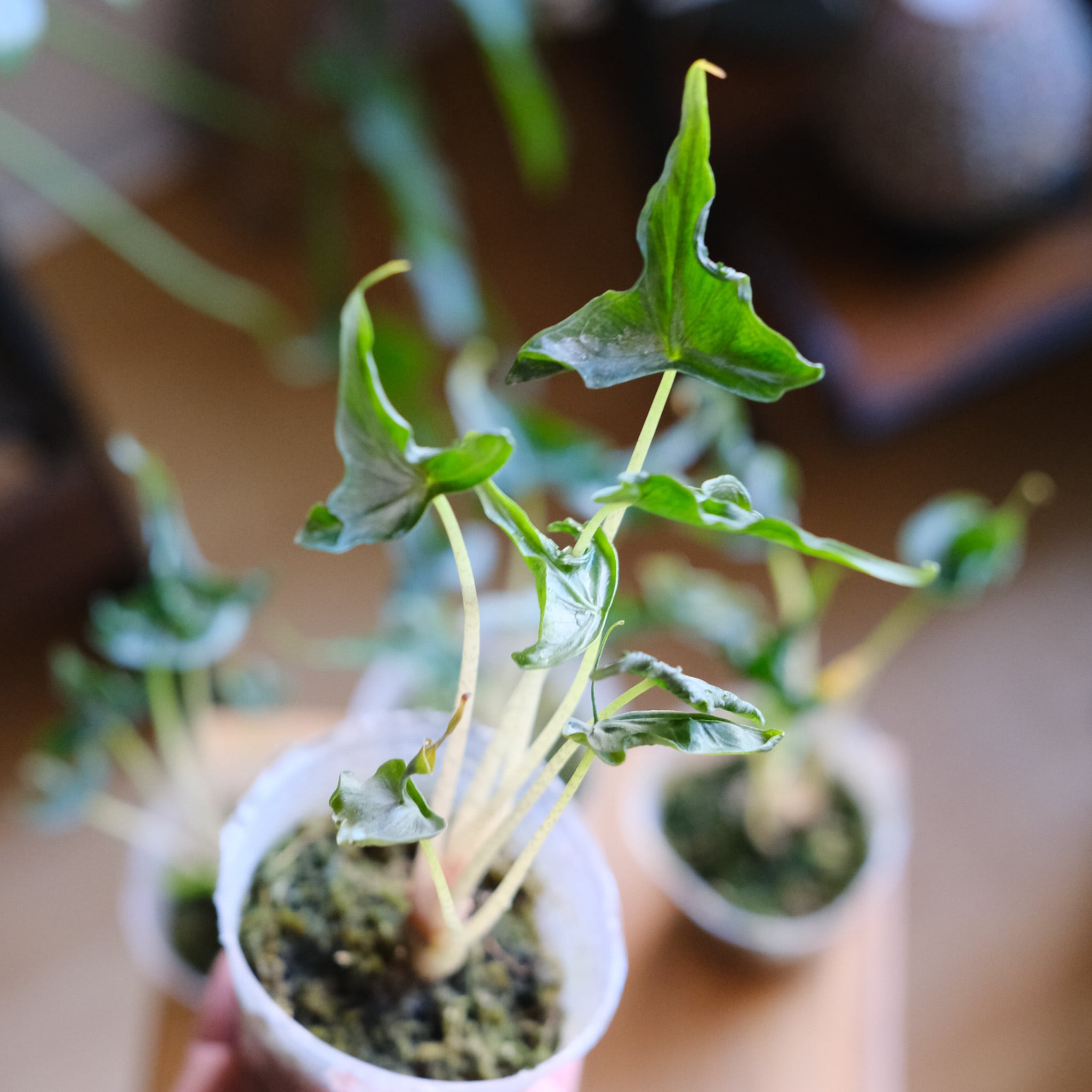 熱帯植物　アロカシア　\"ホーリーグレイ\" SELECT STOCK> Alocasia 'Holy Grail'｜アロカシア・ホーリーグレイル