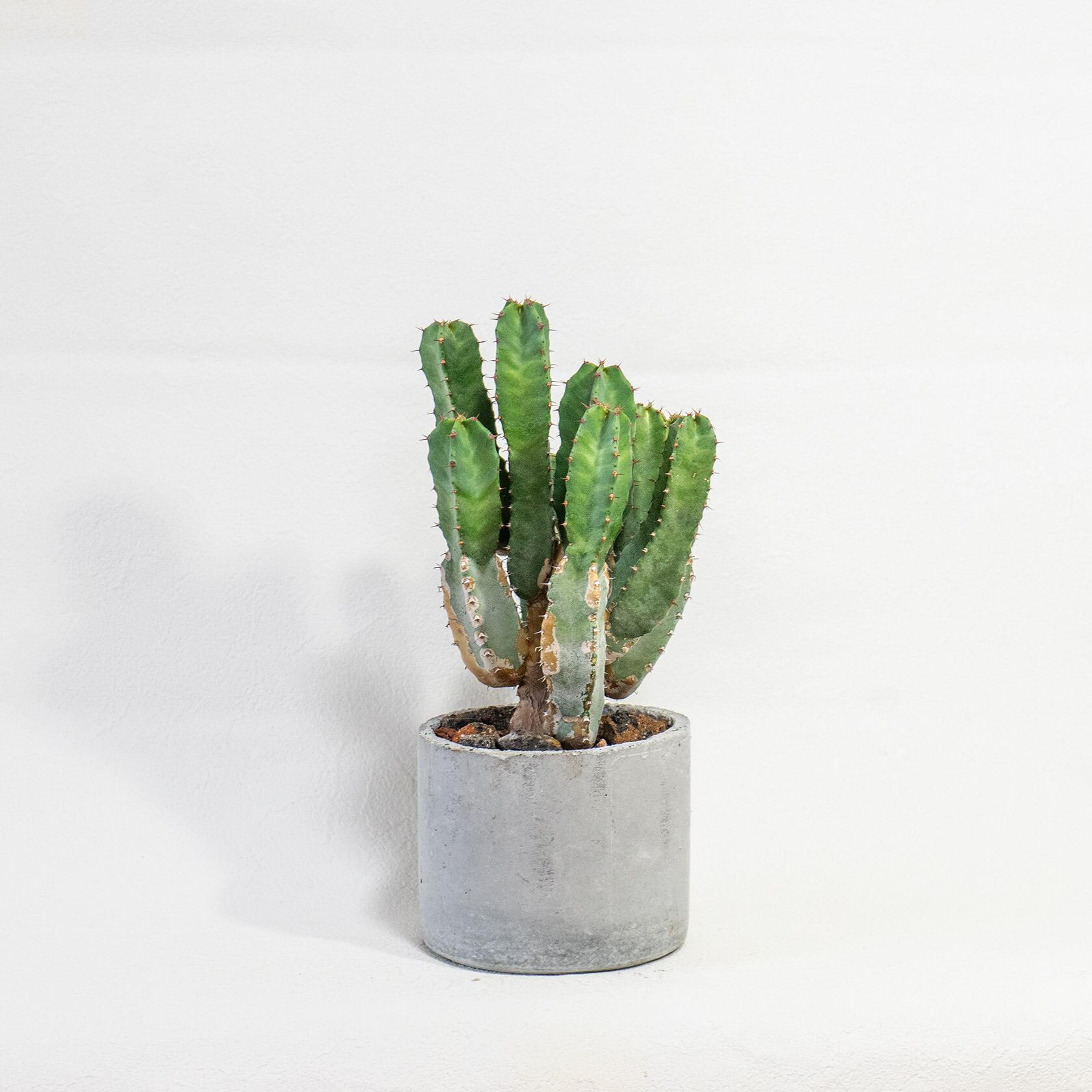 ≪ レア植物 ≫室内管理もオッケーなハッカクキリンの鉢植え｜シンプルでお部屋を選ばない手作りモルタル鉢