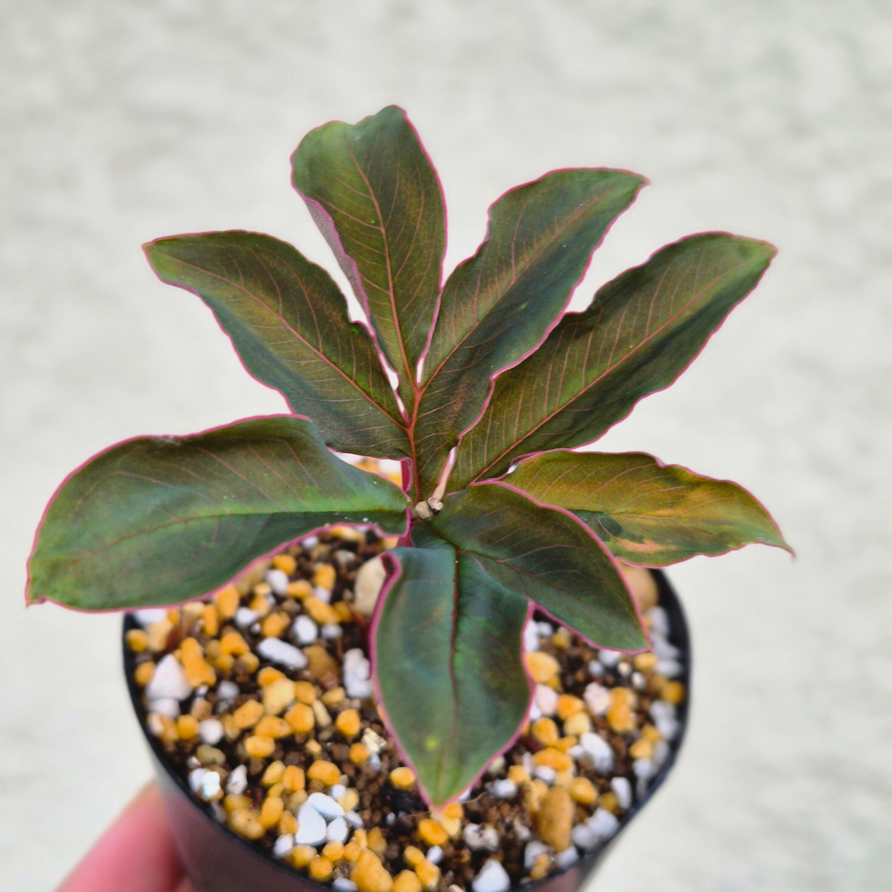 AM6 ♡レア〚 アモルフォファルス アトロビリディス 〛 Amorphophallus Atroviridis 塊根植物 コーデックス