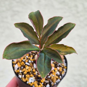 AM6 ♡レア〚 アモルフォファルス アトロビリディス 〛 Amorphophallus Atroviridis 塊根植物 コーデックス