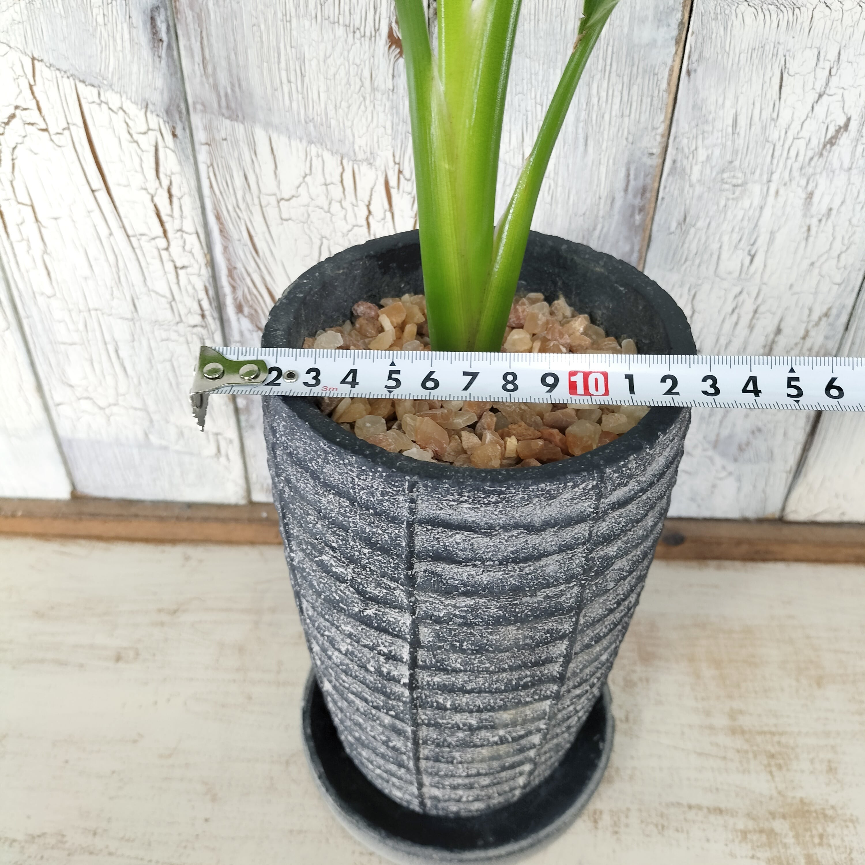 ストレリチア オーガスタ 観葉植物 | 陽華園