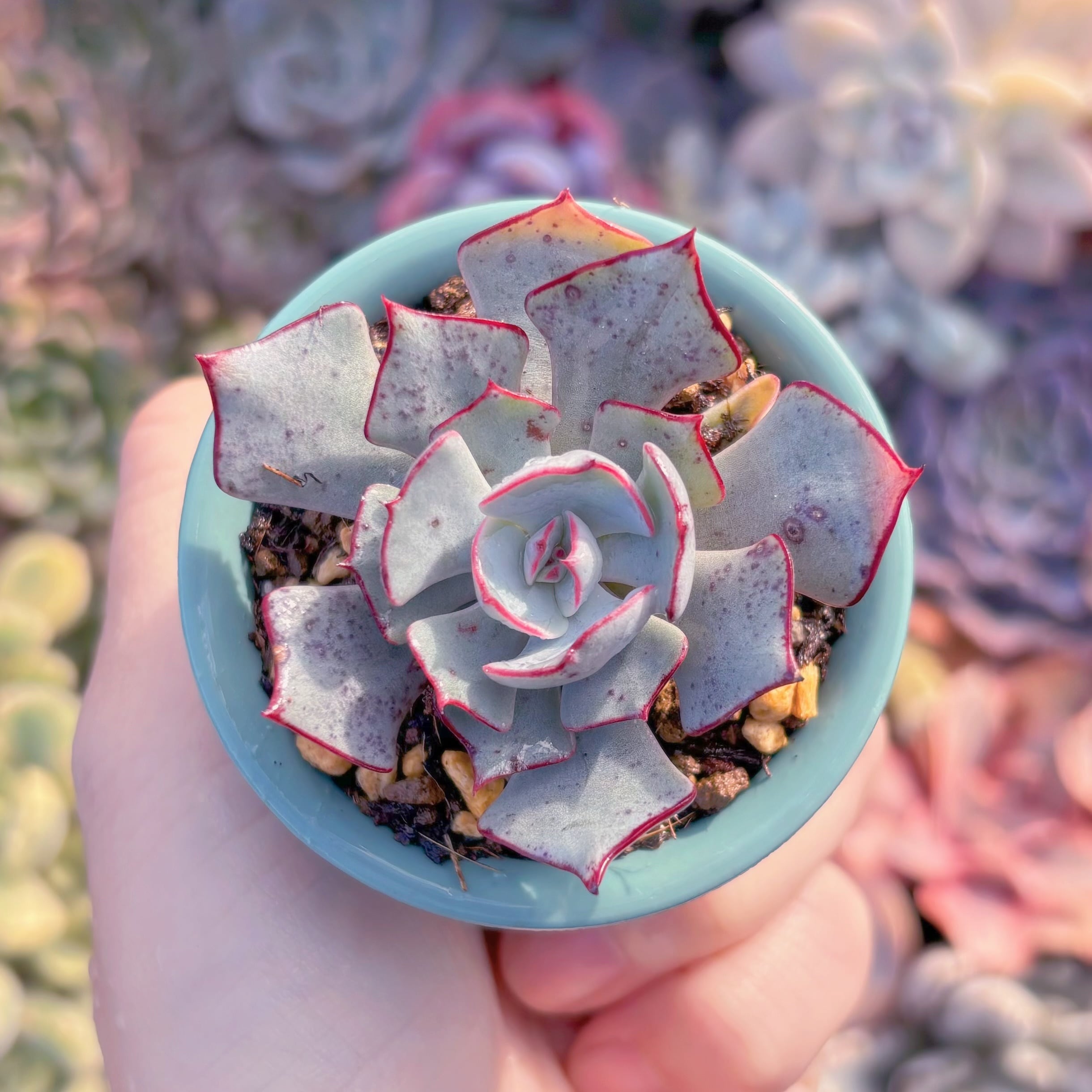 現品　ストリクチフローラ#M172　るる農園