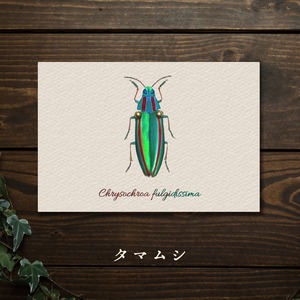 【みなみあすか】虫の翅立体カード　ヤマトタマムシ