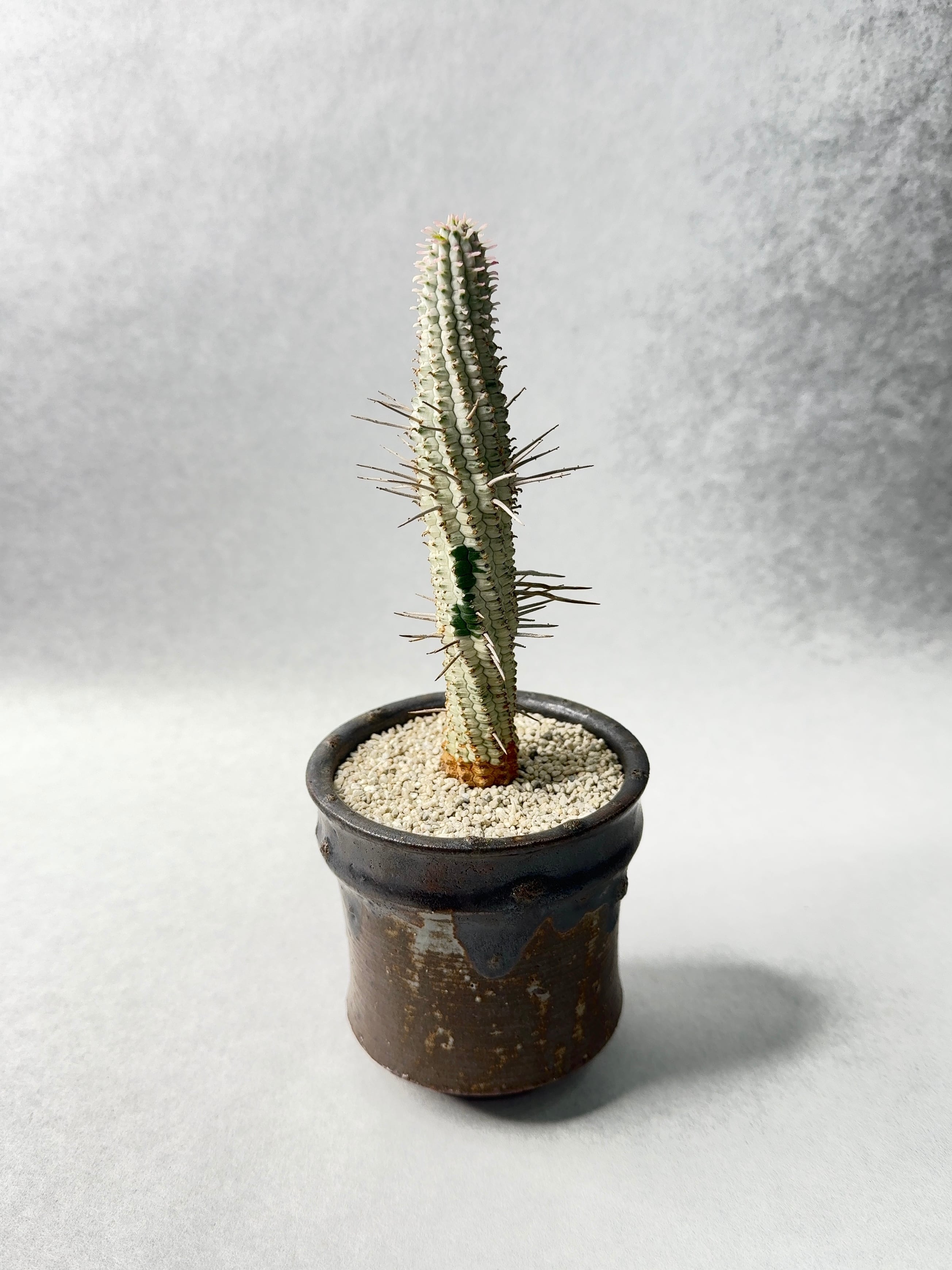 ユーフォルビア・白樺キリン | trigger