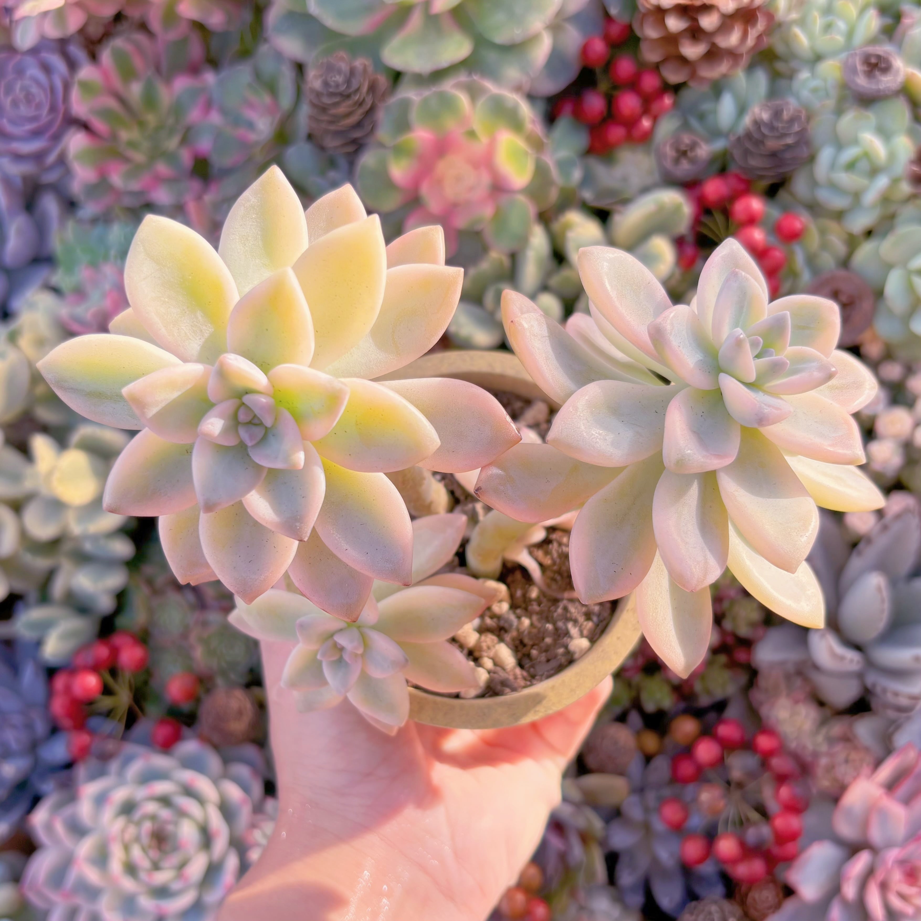 現品　淡雪錦#794　新入荷　るる農園