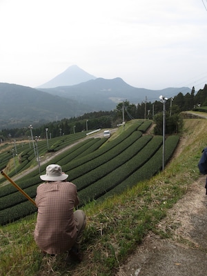 Walking Mount KAIMON DAKE Green Teayard Route KAGOSHIMA KYUSYU 3day  