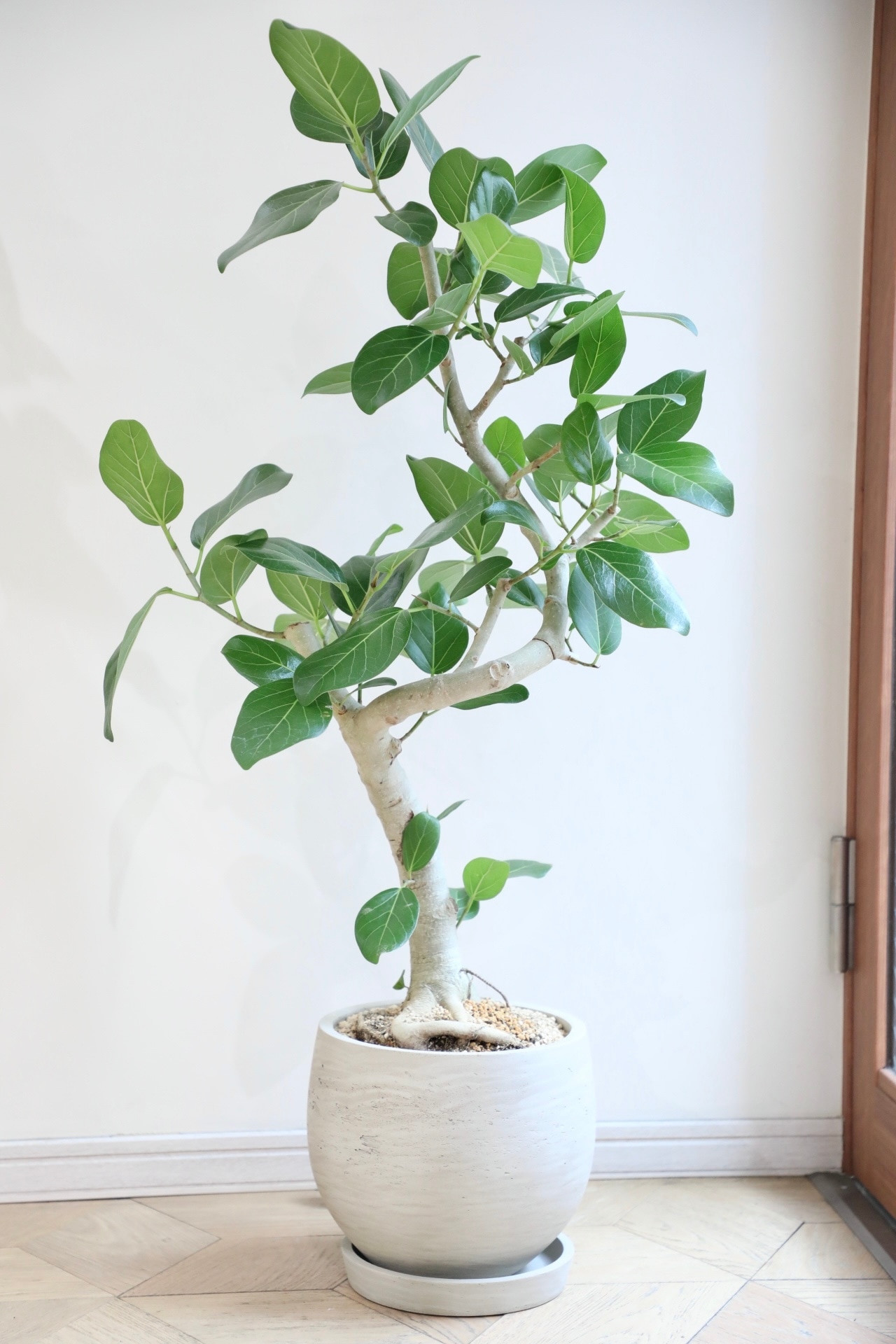 【渋谷区周辺エリア配送無料】【L/111cm】フィカス ベンガレンシス/Ficus benghalensis