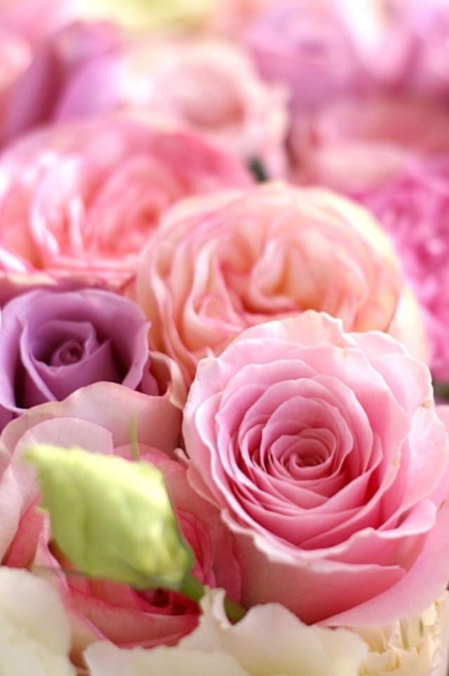 ピンク・ダイアモンド・レイ