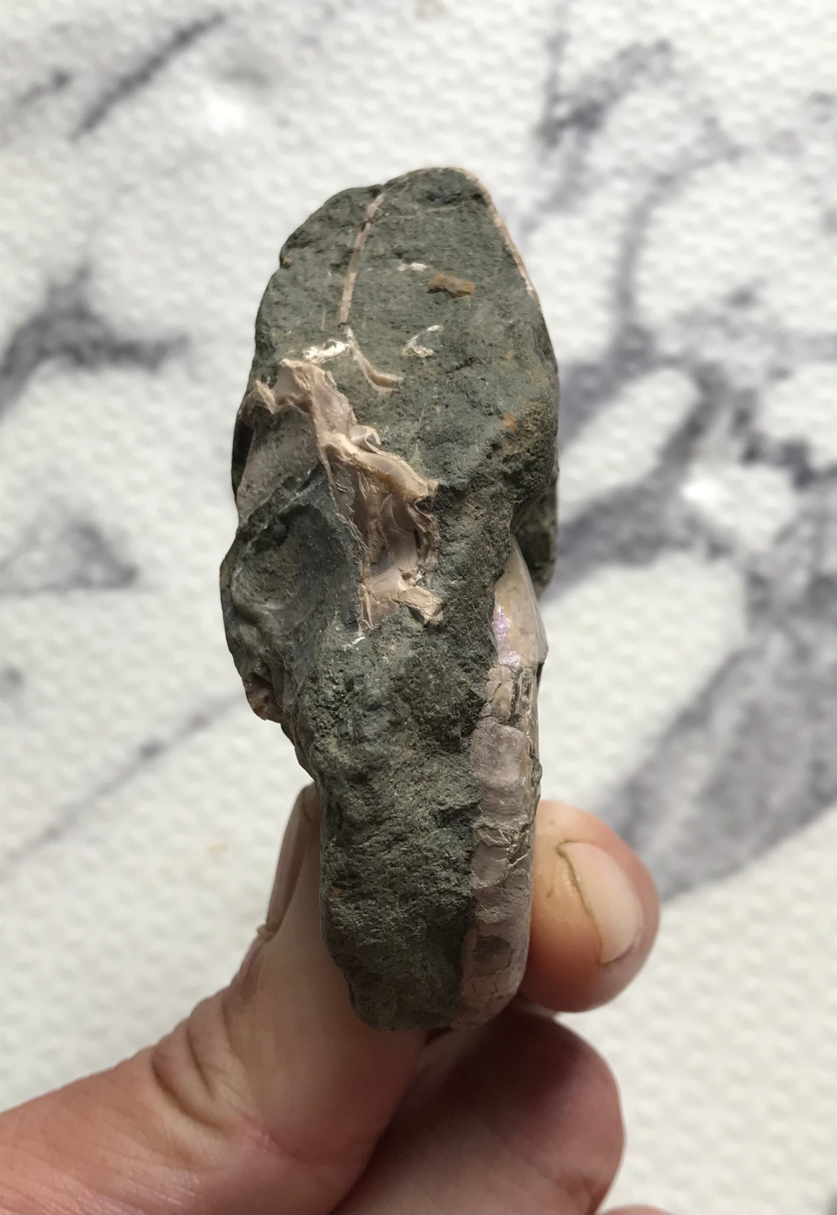 〈新入荷〉マダガスカル産　アンモナイト化石青（ビューダンティセラス）超特大サイズ 限定出品】マダガスカル産 アンモナイト化石青（クリオニセラス）大サイズ