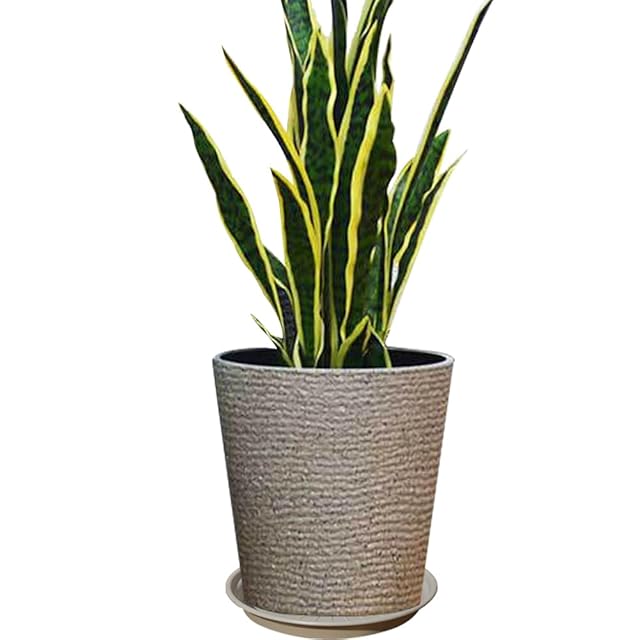 Sansevieria Marga サンセベリア マルガ SVM1 1株のみ | PAY ID