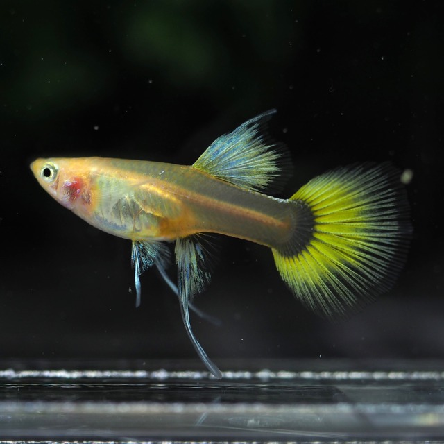 ゴールデンTaxiリボン　1カルテット＋おまけリボンオス1匹