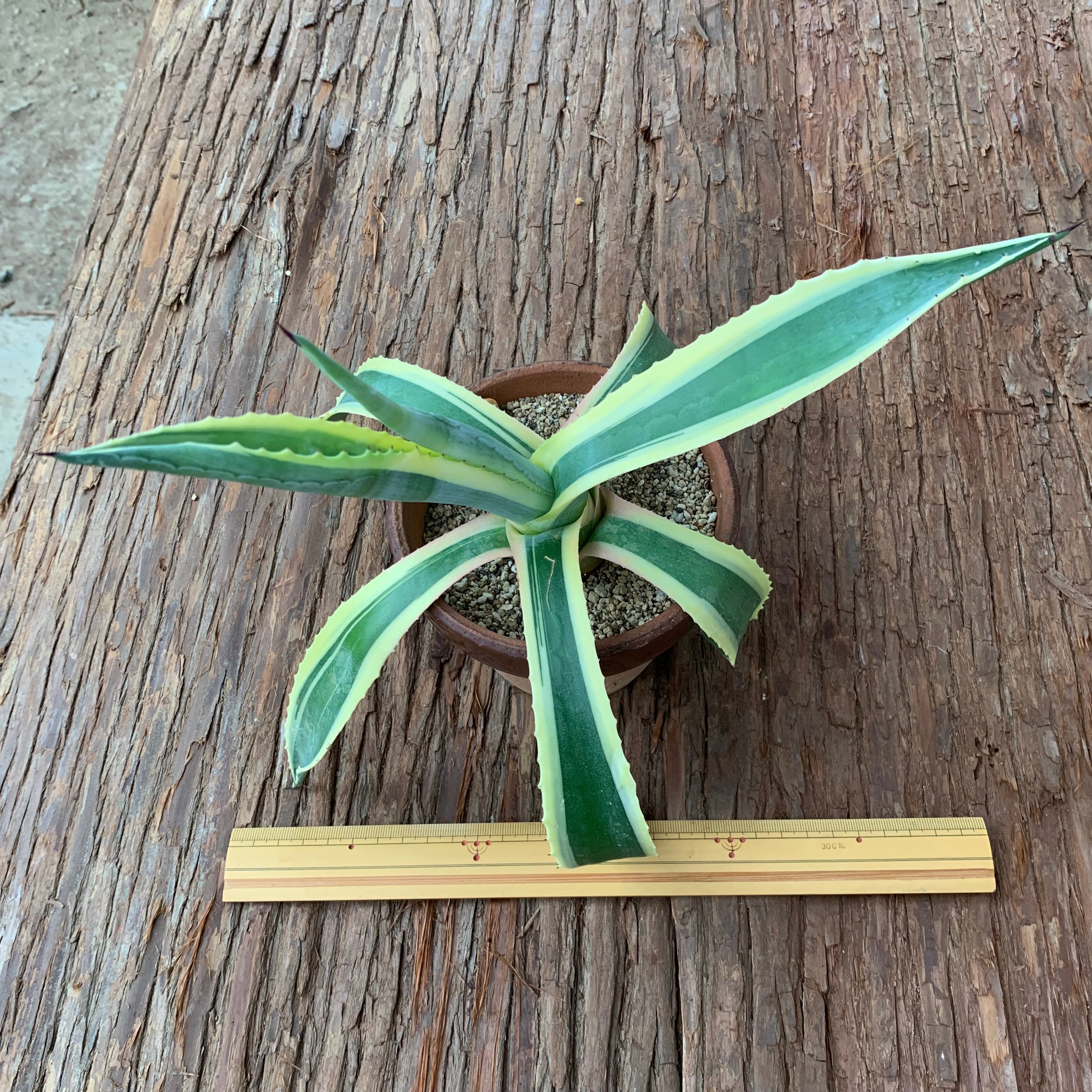 多肉植物 アガベ 竜舌蘭 (Agabe Americana var.marginate) アオノリュウゼツラン斑入りB | 京都 おむろ YUUKIESGARDEN(ゆうきいずがあでん) powered by BASE