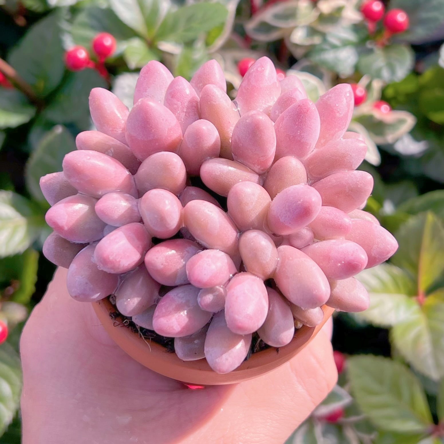 多肉植物 ビューティーフィンガー 群生 新入荷 るる農園 | PAY ID
