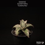 【送料無料】Sansevieria 'Cleopatra'〔サンスベリア〕現品発送S0013