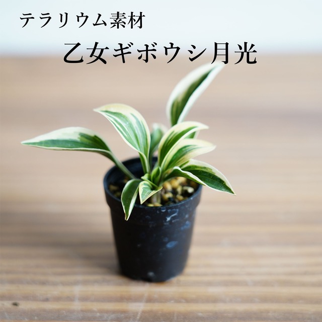 オトメギボウシ月光｜苔テラリウム作製用素材