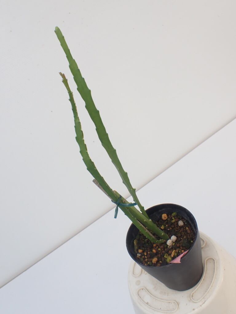 Epiphyllum hybrid ′白狐の精′ 10．5cmPOT 3．5号鉢