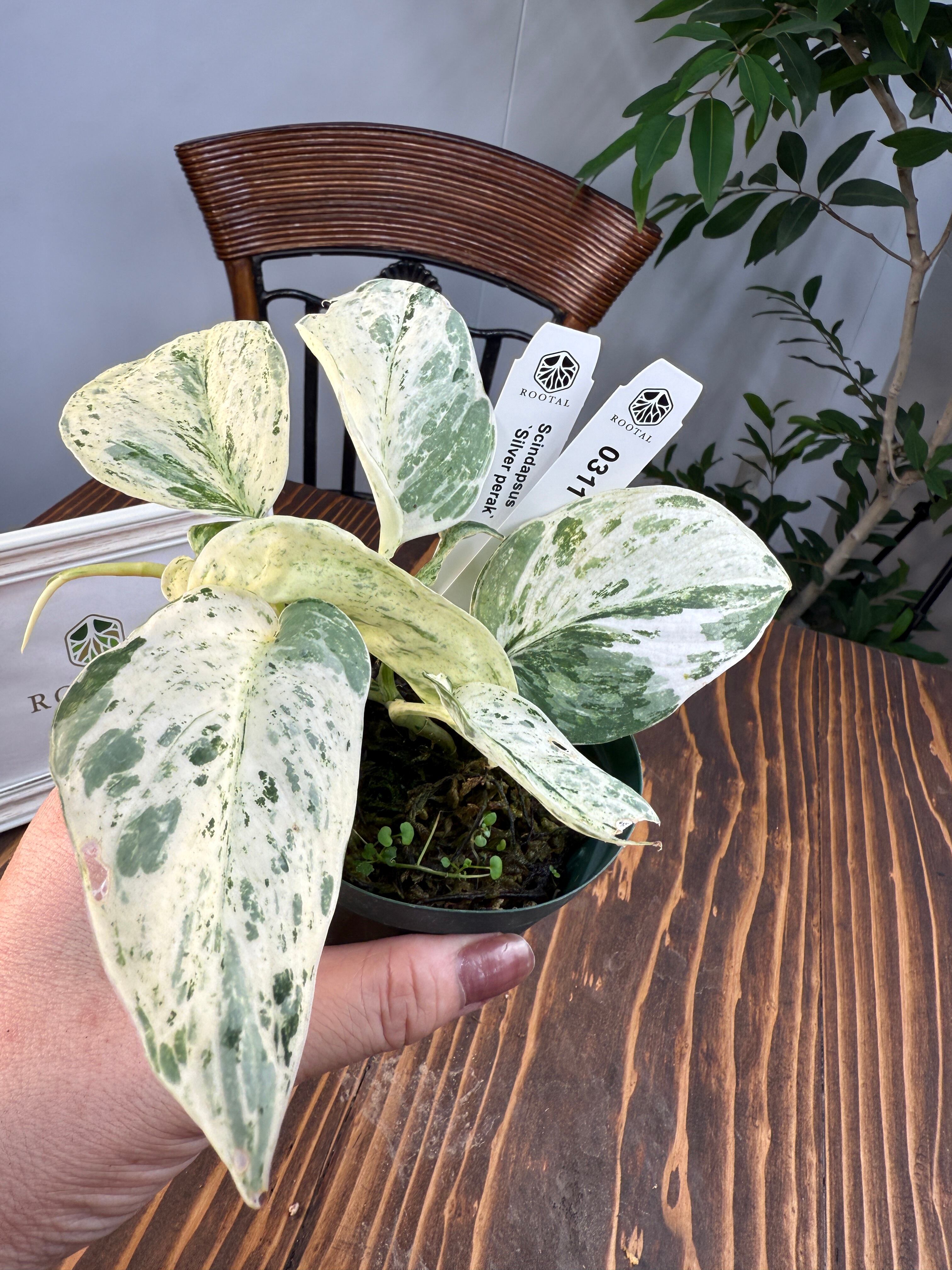 ☆311【超レア】スキンダプサス 'Silver perak' (3号硬質ポット