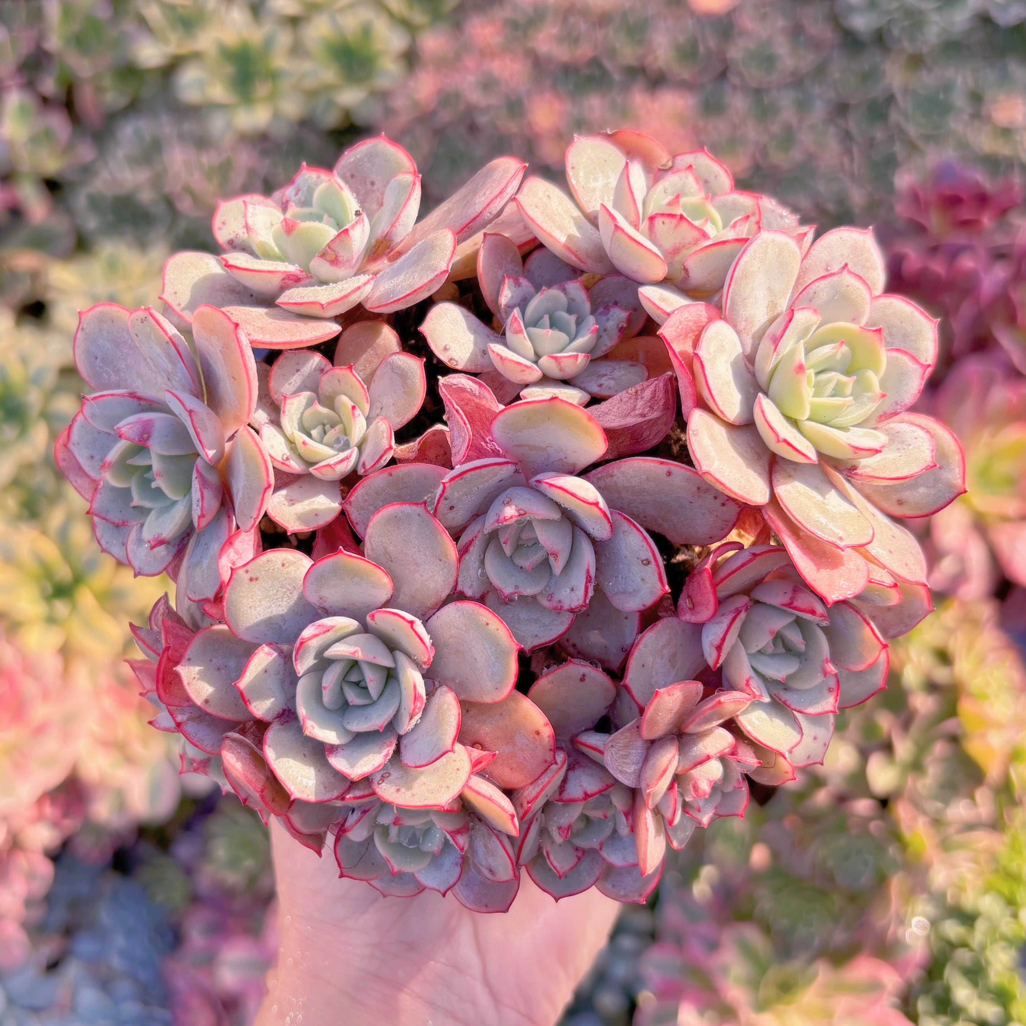 現品　ラウ026#M233　大群生　新入荷　るる農園