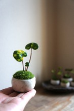 盆栽　ツワブキ