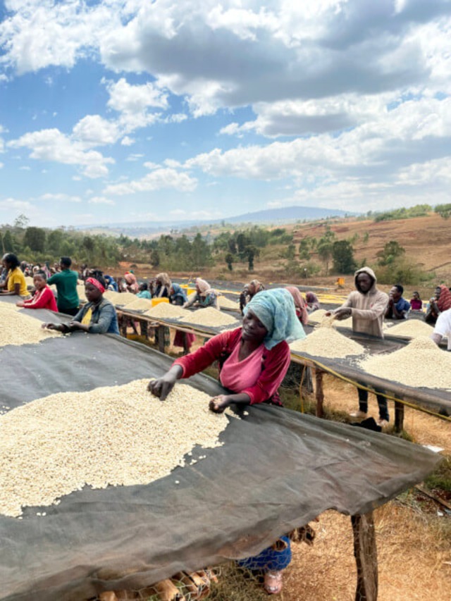 Ethiopia Yirgacheffe G1 Gedeb Chelchele Washed