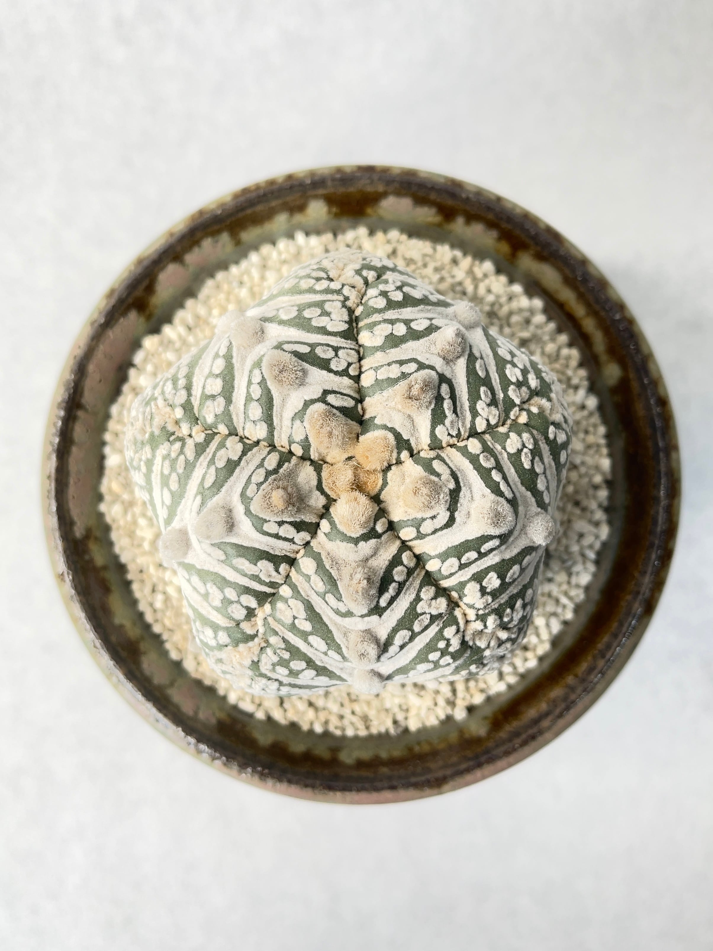 中川智治 | trigger