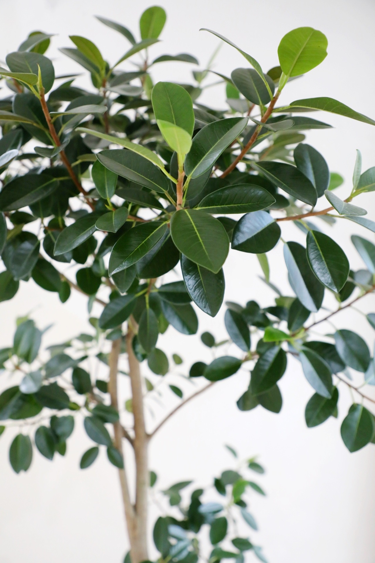 【都内近郊限定配送】【162cm】フランスゴムの木  ※陶器鉢カバー別