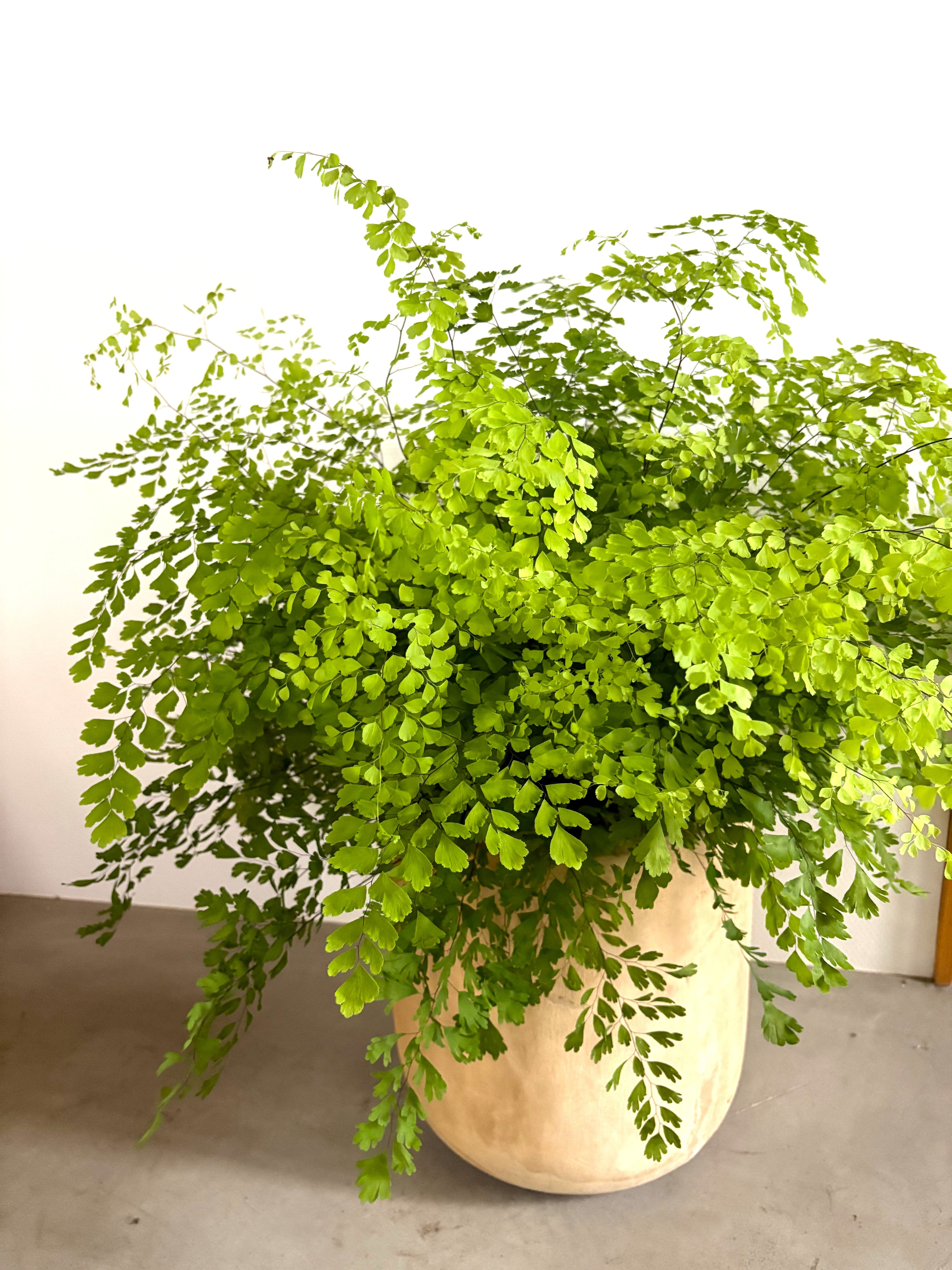 アジアンタム フラグランス 6号鉢 アジアンタム・フラグランス ※Φ18㎝（6号鉢サイズ） | Botanical56