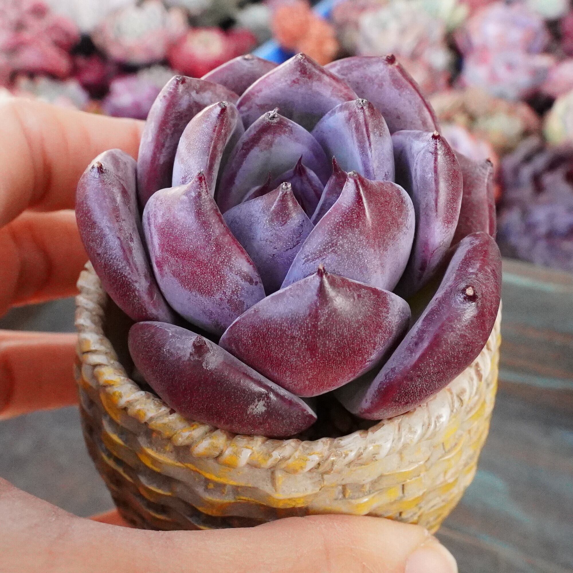 パープルラベンダーローズ◎多肉植物 カット苗 韓国苗 エケベリア等 パープルラベンダーローズ◎多肉植物 カット苗 韓国苗 エケベリア等