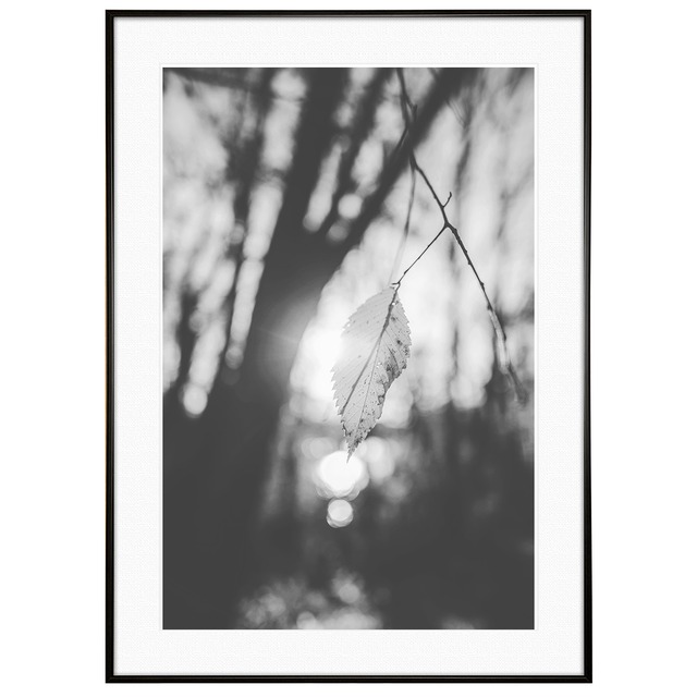 秋写真 夕陽に照らされる枯葉 インテリア モノクロ(モノトーン)アートフォトポスター額装 AS0818