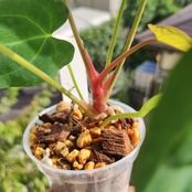 Anthurium Ace of spades × Papillilaminum / アンスリウム エースオブスペード×パピリラミナム