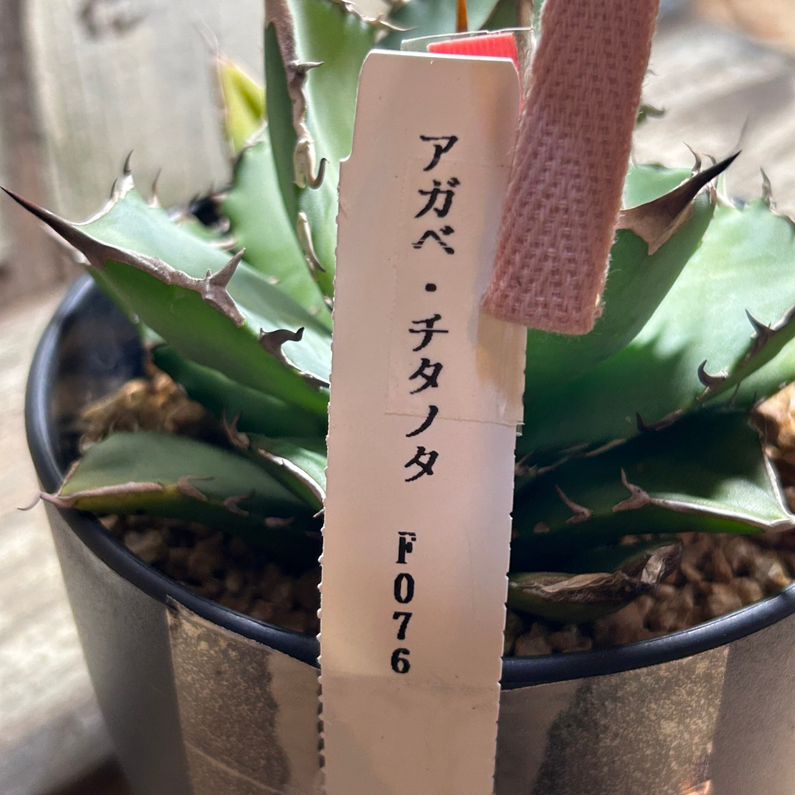 T) アガベ・チタノタ FO76(夏型) | RuPo 多肉植物専門店