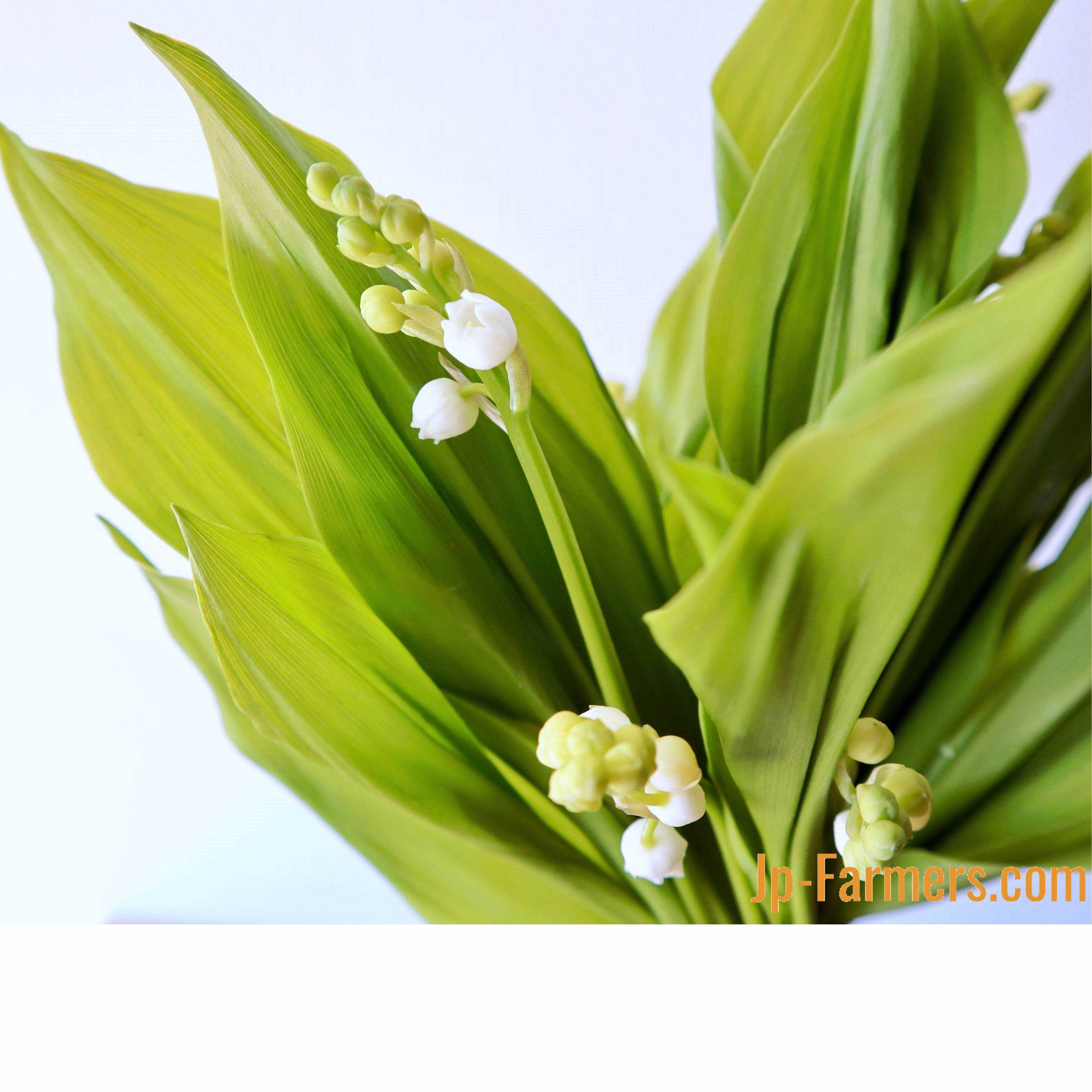 その他 | 新鮮お花問屋 Jp-Farmers.com その他 | 新鮮お花問屋 Jp-Farmers.com