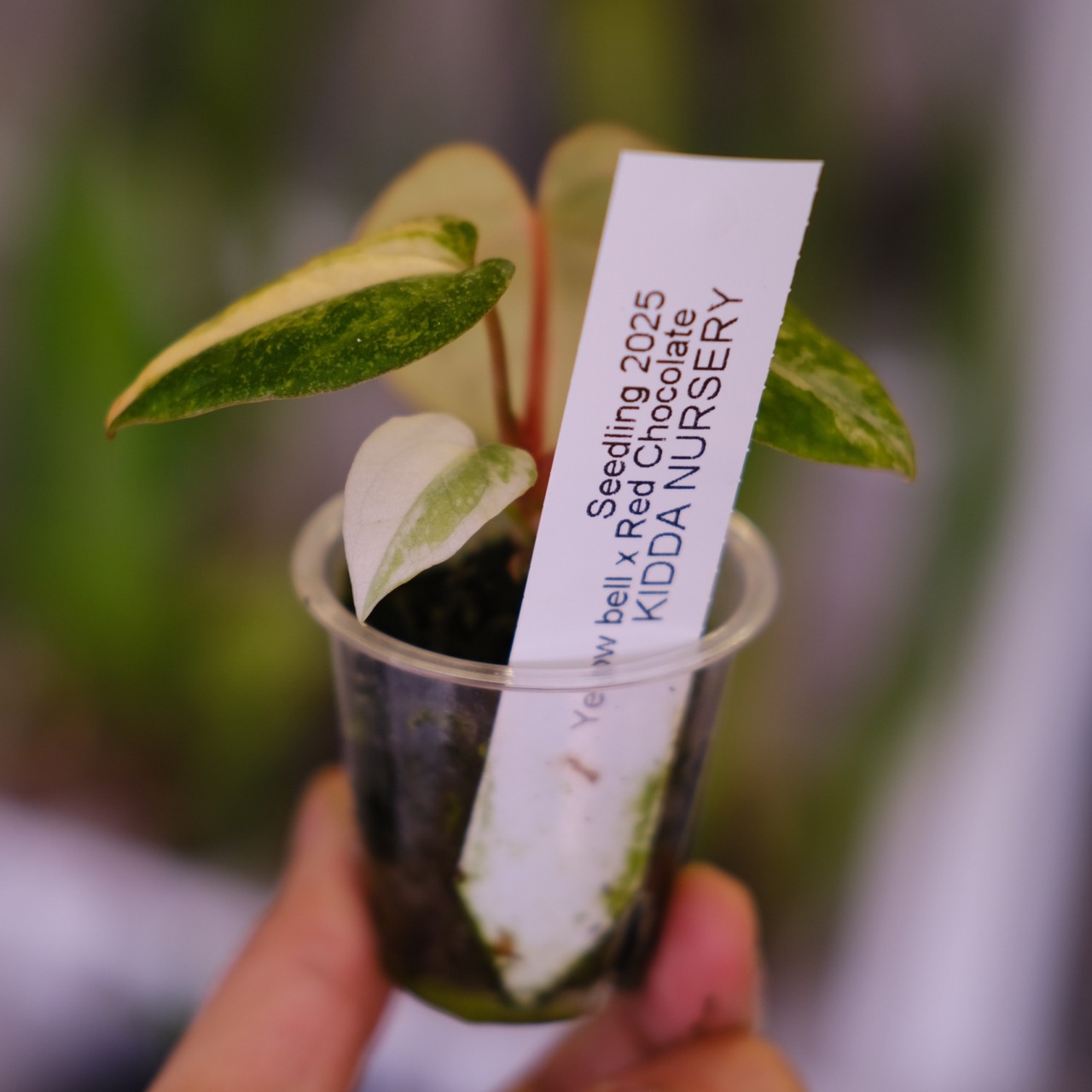 【希少】Anthurium Yellow Bell × Red Chocolate③│観葉植物