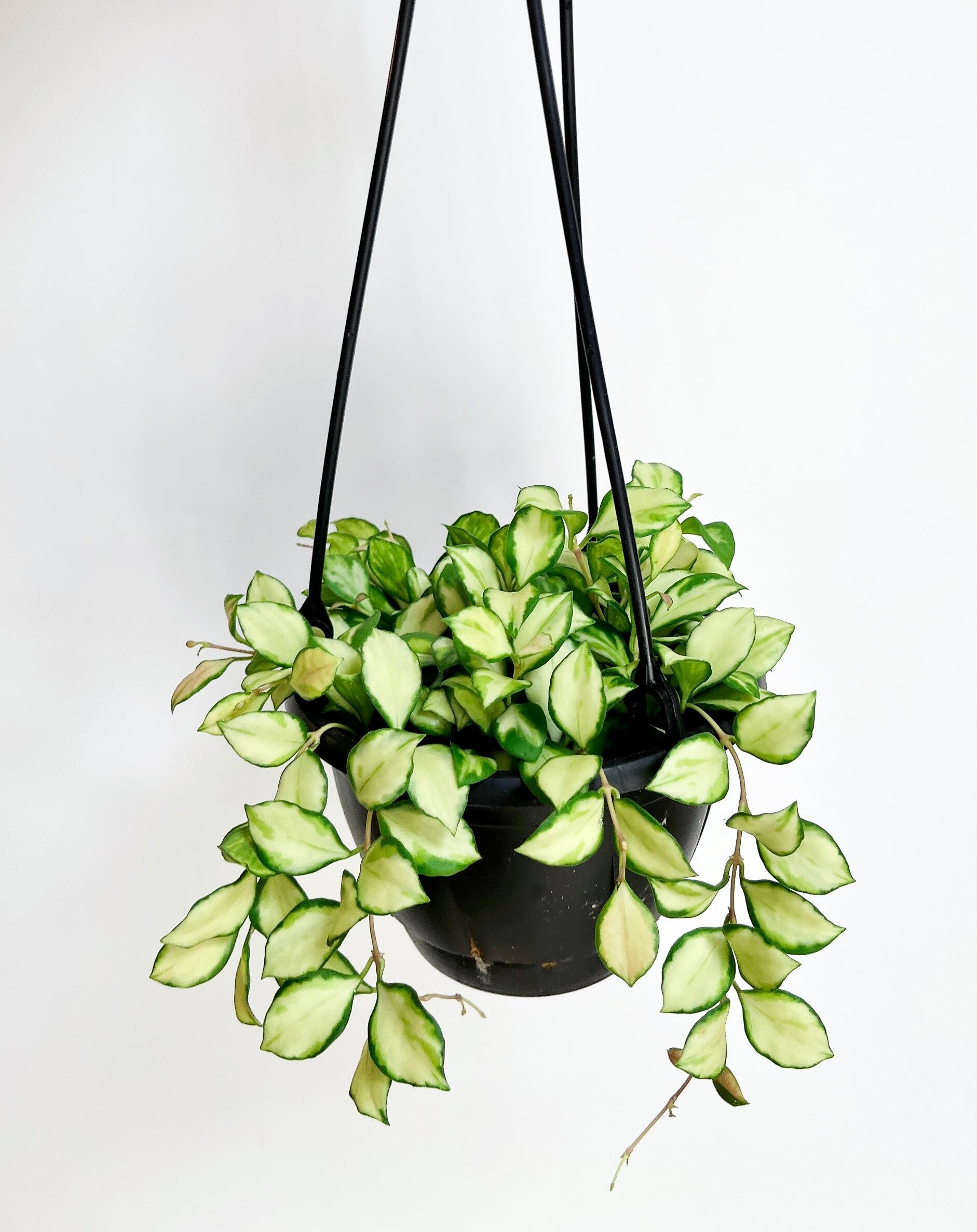 希少 観葉植物 ホヤヘウスケリアナ バリエガータ 送料無料 Calmcafe