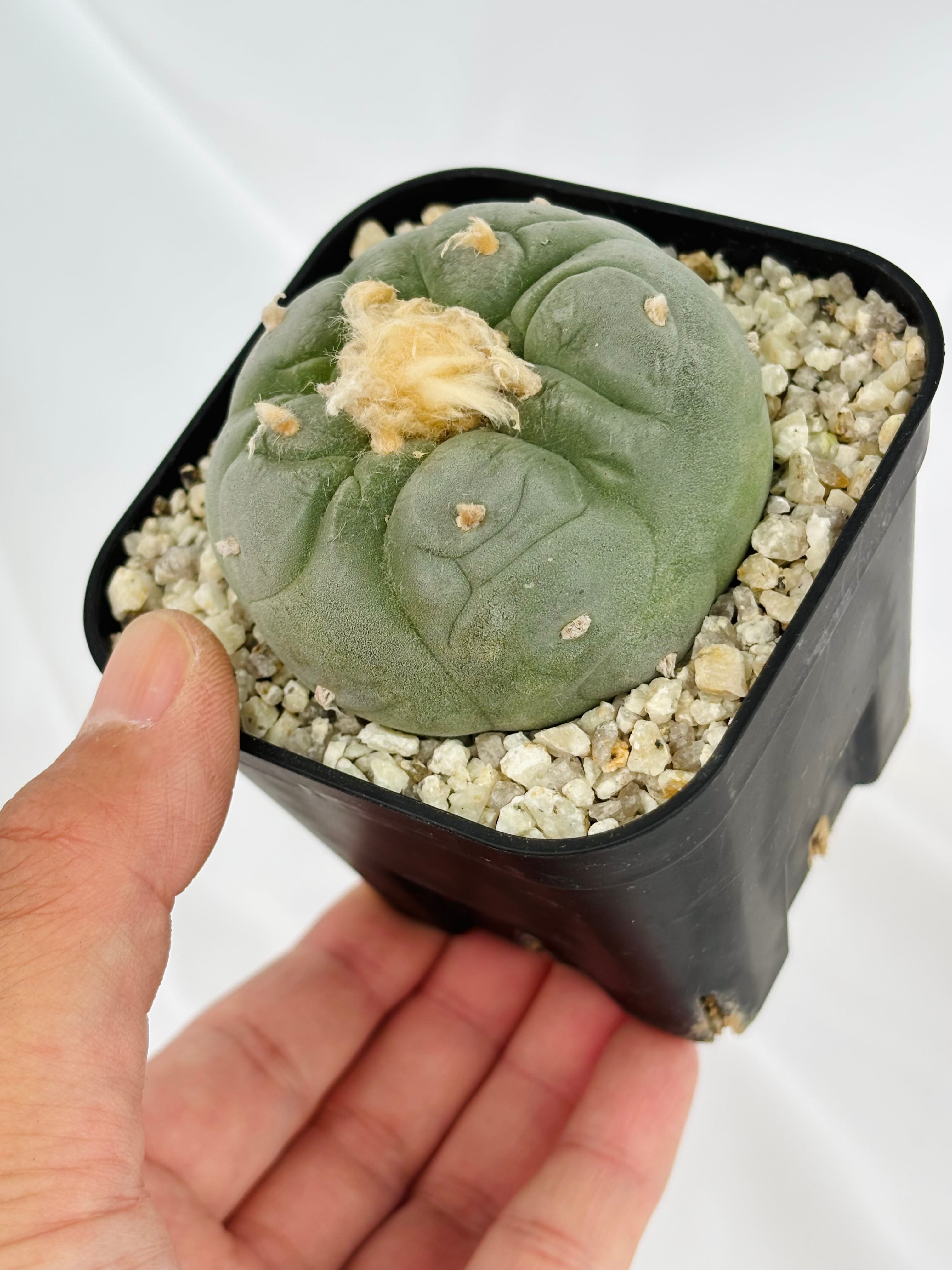 Lophophora williamsii var. decipiens ロフォフォラ 大疣銀冠玉