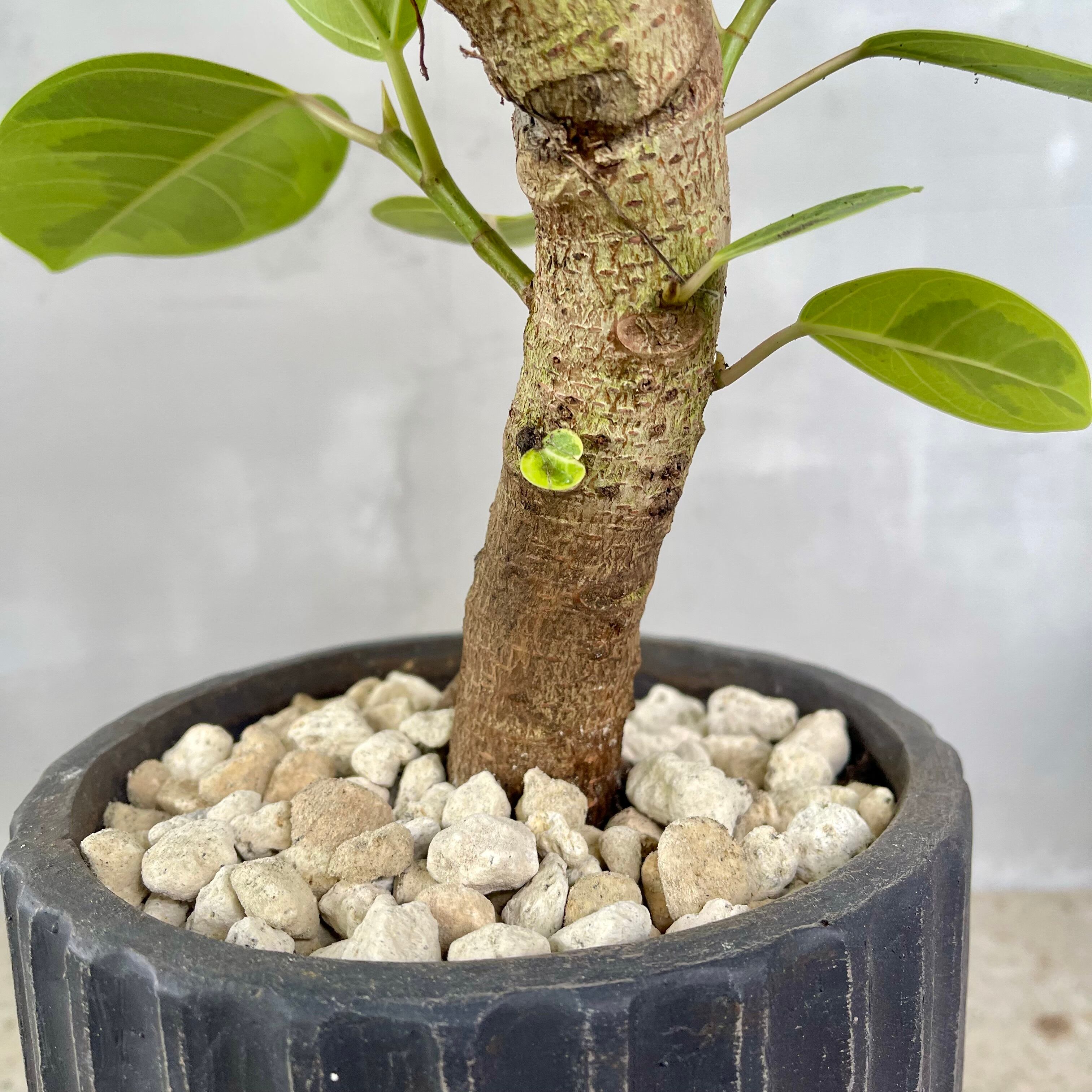 品評会大賞】 最高級樹形 フィカス アルテシマ 螺旋仕立て 陶器鉢