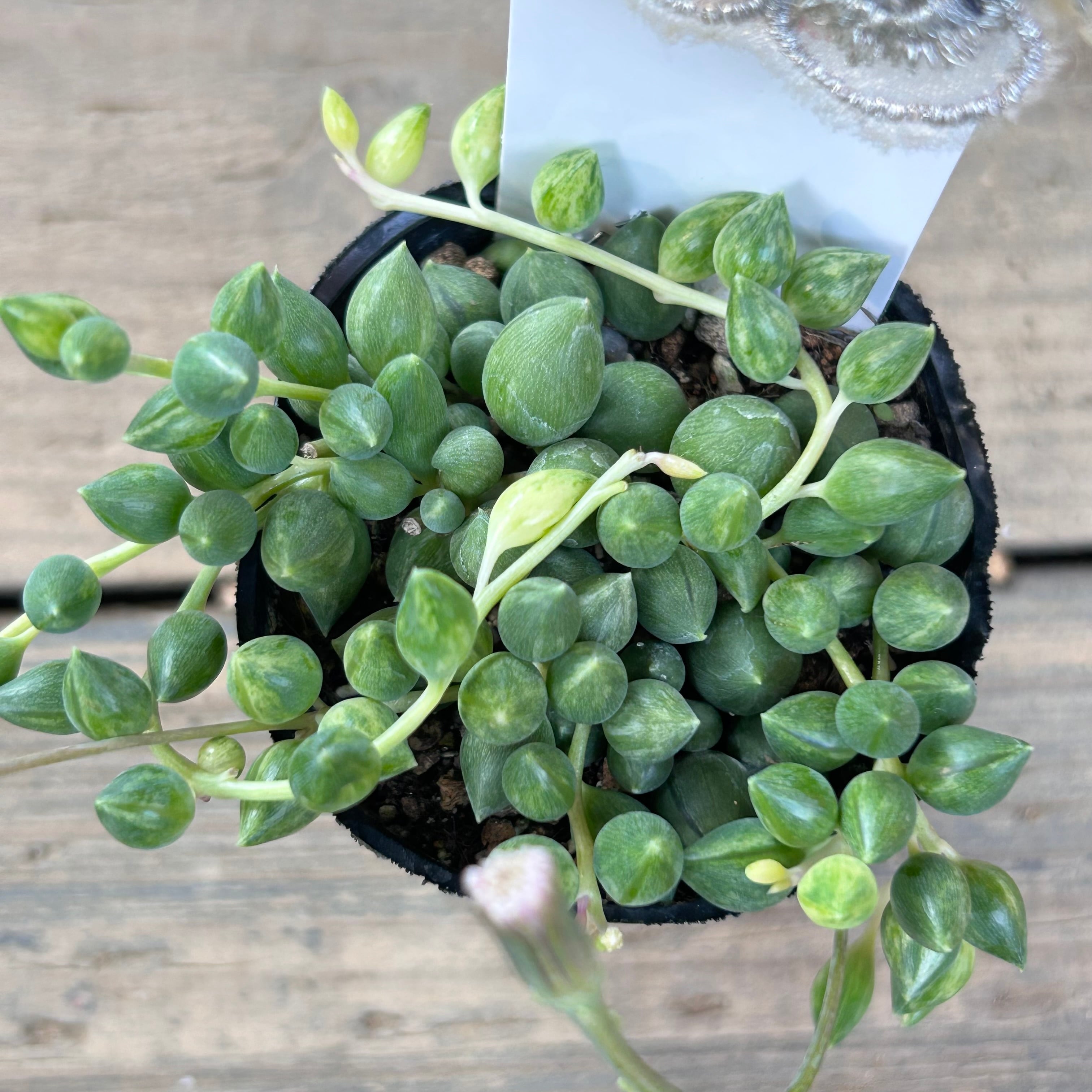 多肉植物^o^ エンジェルティアーズ錦 【公式通販】