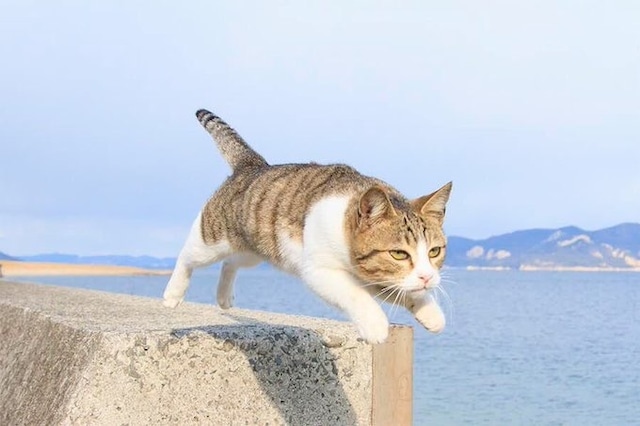 飛び猫 A 4サイズ  クリアファイル