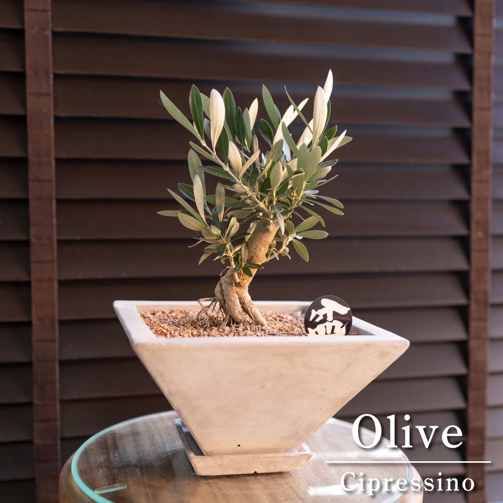 創樹 Olive オリーブの木 根上がり 盆栽 SOUJU Cipressino 創樹 Olive オリーブの木 根上がり 盆栽 SOUJU Cipressino