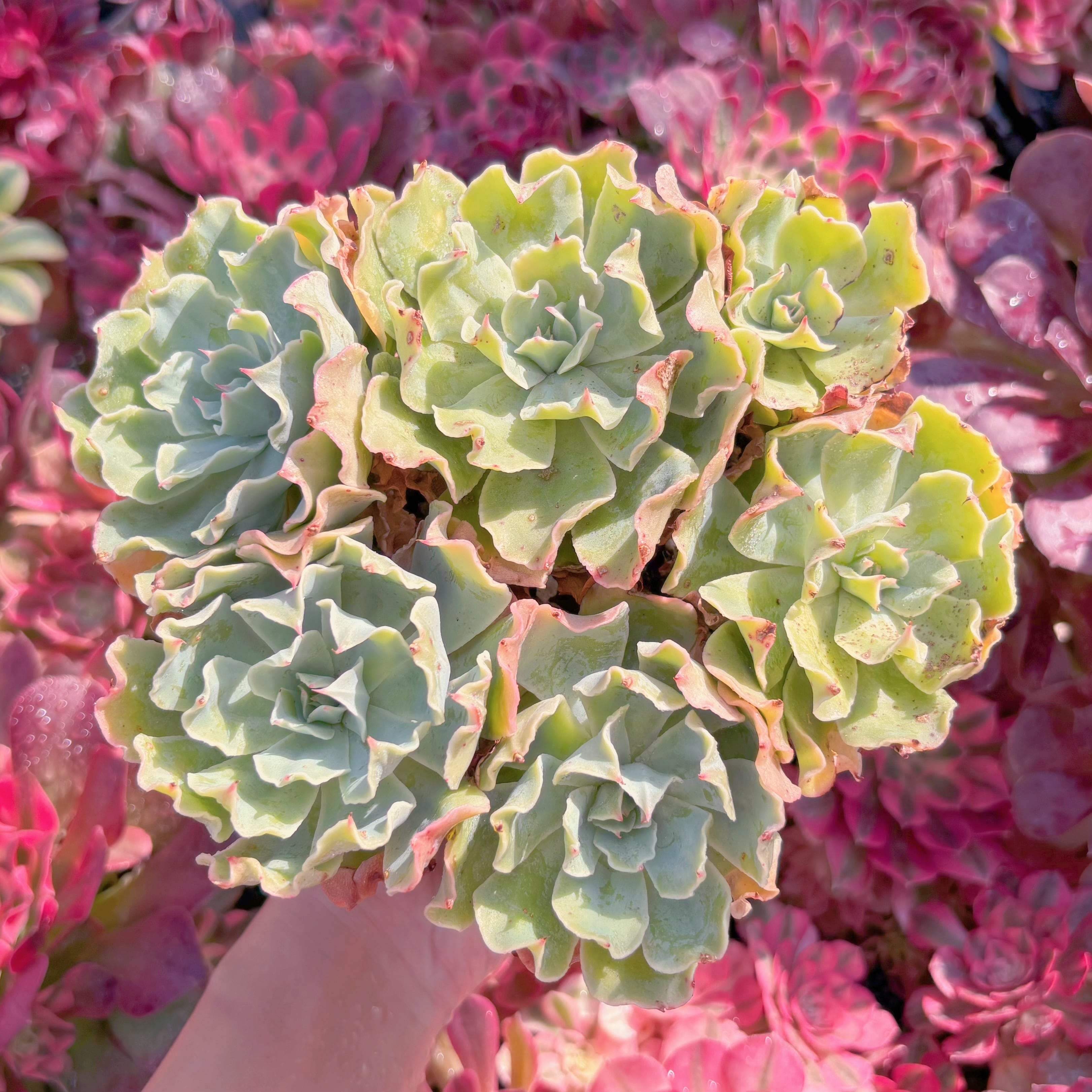 現品　Tsunami#K140　特大群生    るる農園