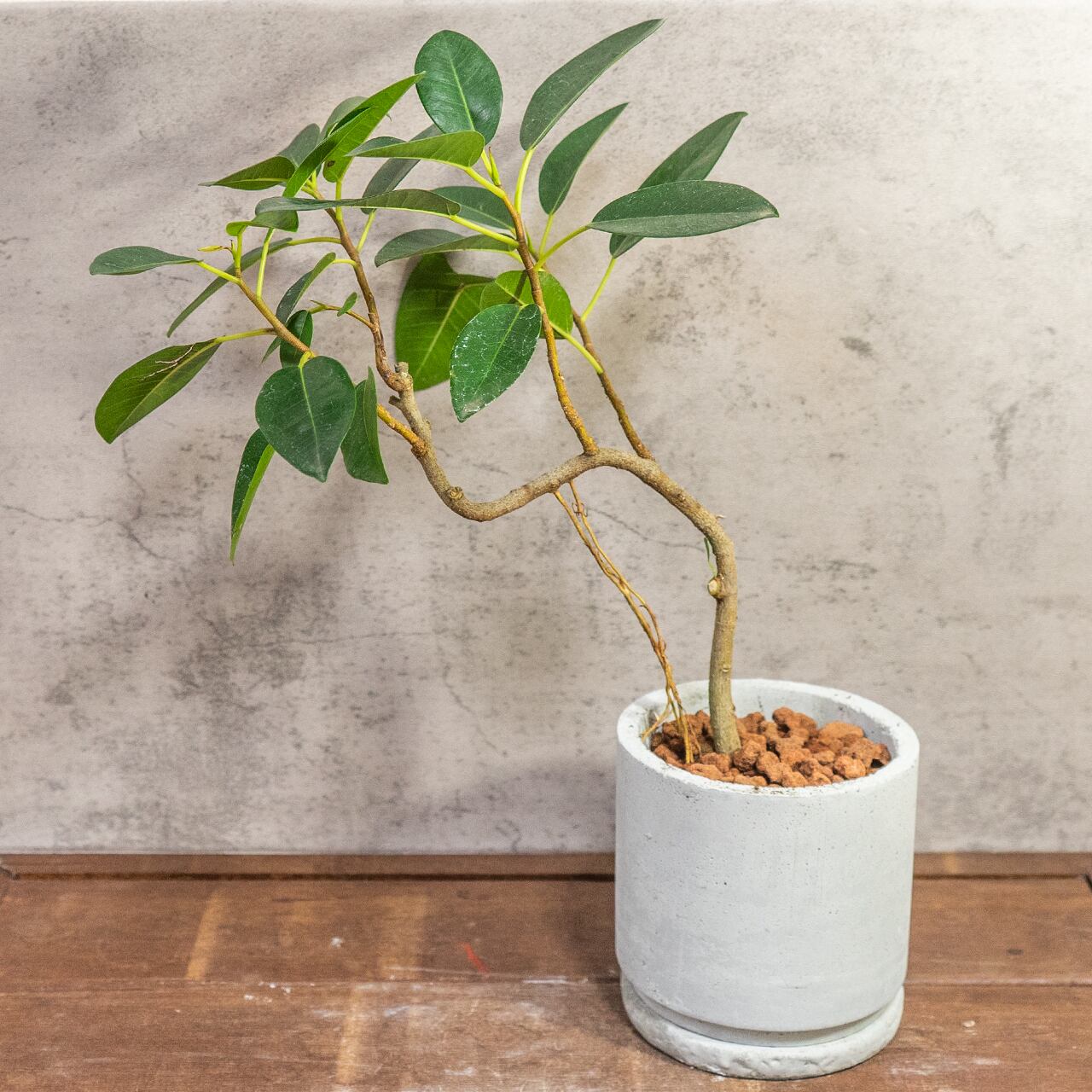 【良樹形】フランスゴムの木 幹曲がり モルタル鉢 観葉植物 初心者でも安心 育て方カード付 ■虫発生抑制