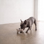 【選べる5個セット】Monotone & Nuance Pet Toy モノトーン＆ニュアンス ペットトイ