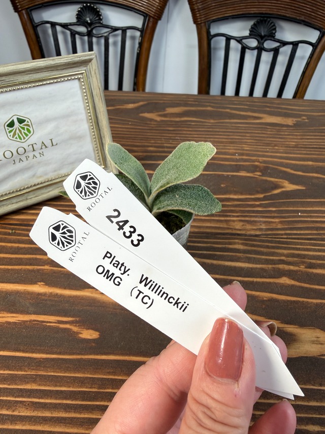 ★2433【驚嘆の造形美、OMGの名にふさわしく】ビカクシダ　ウィリンキーOMG　TC（2号ポット）