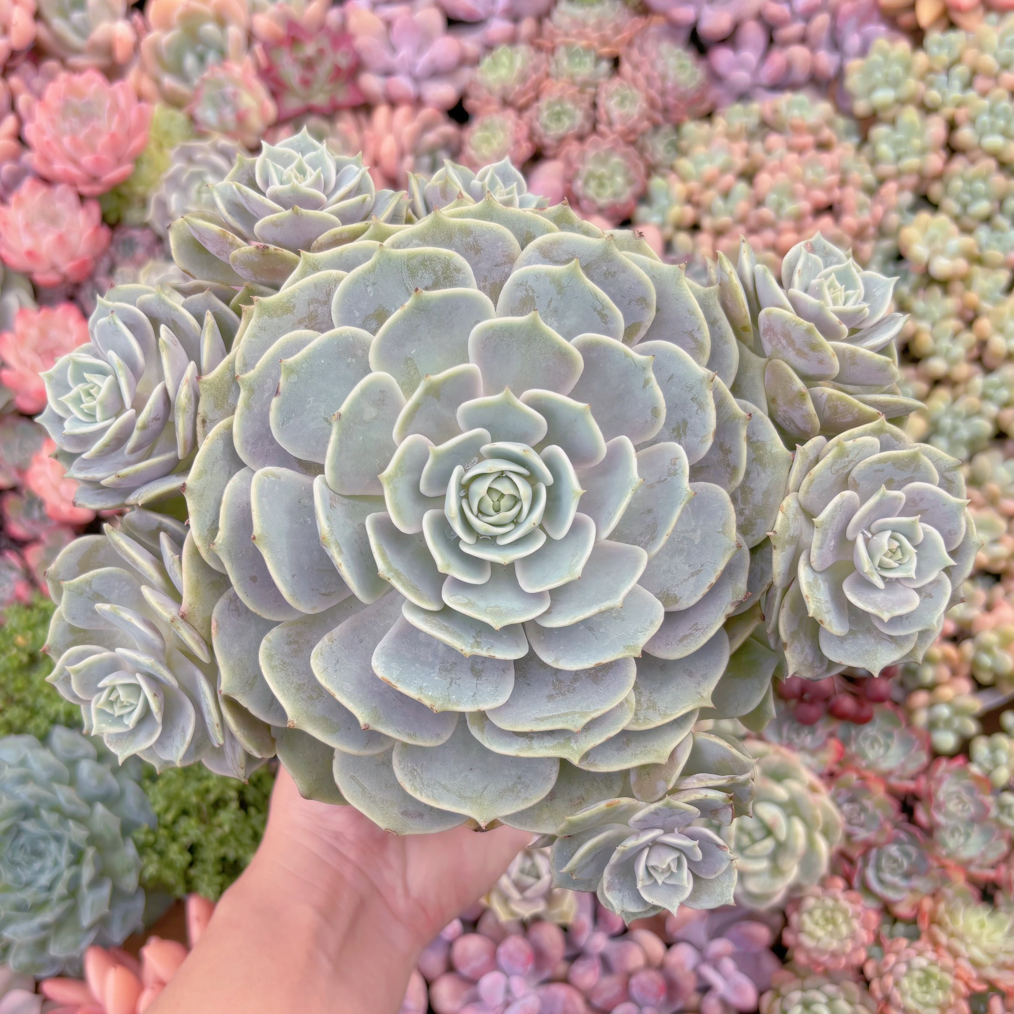現品　ローラ#K436　大群生　るる農園