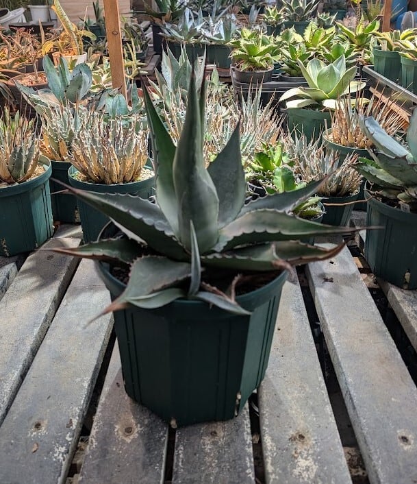 アガベ ジェントリー ジョーズ agave gentryi 